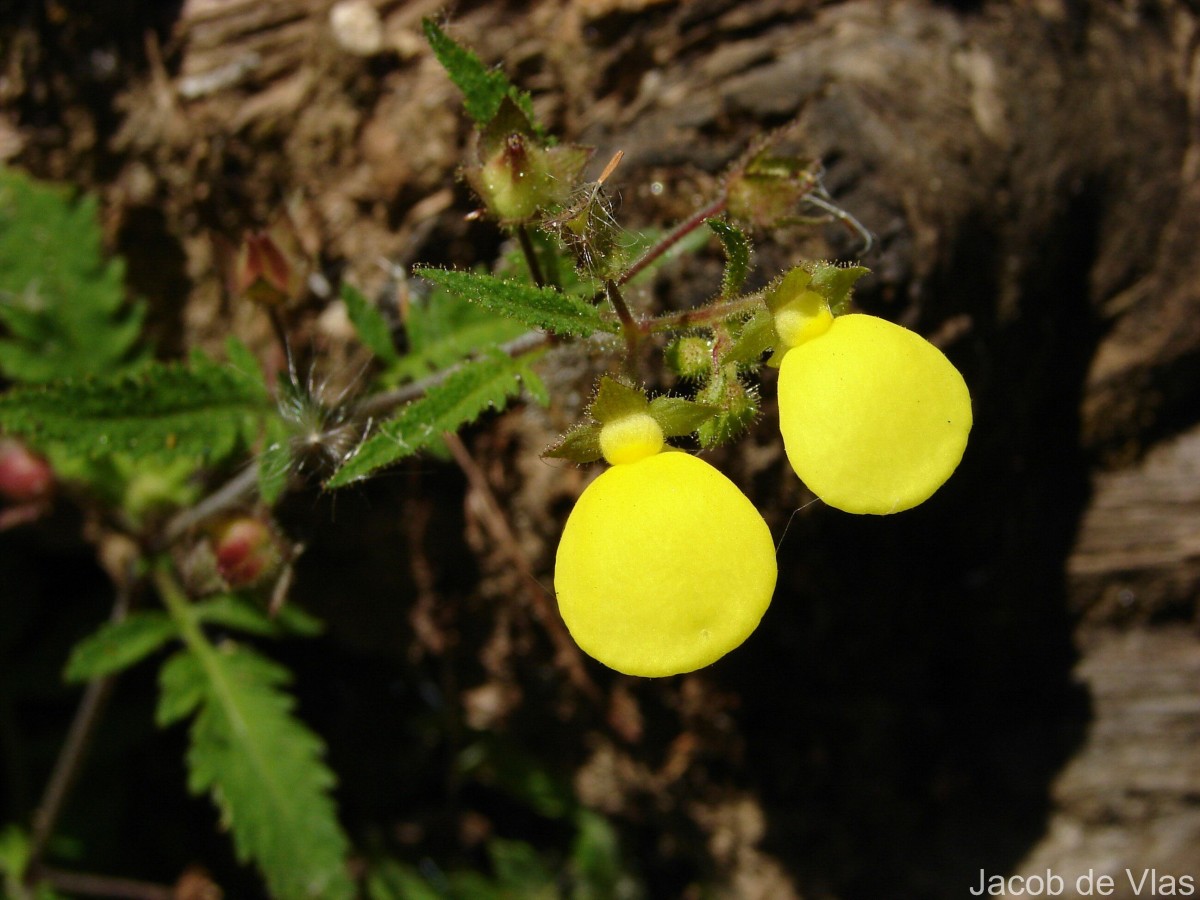 Calceolaria tripartita Ruiz & Pav.